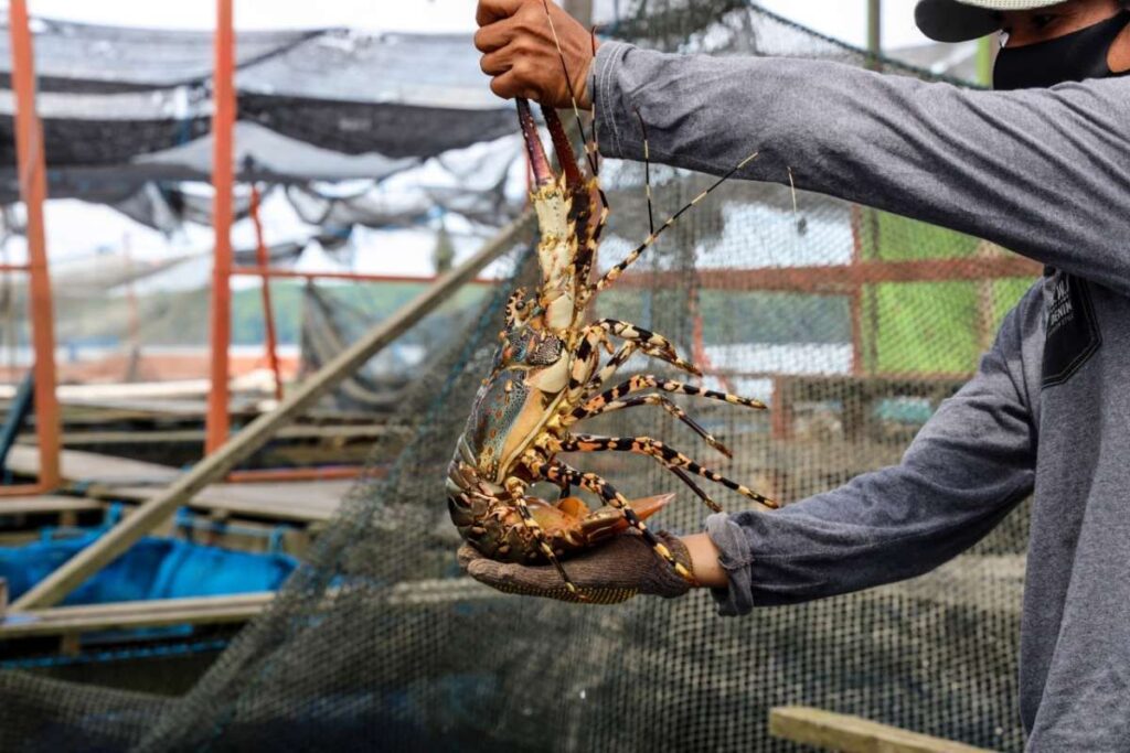 Budidaya lobster